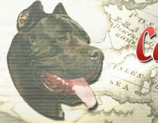 Cane Corso Club - ������������ ���� ������ ���� �����